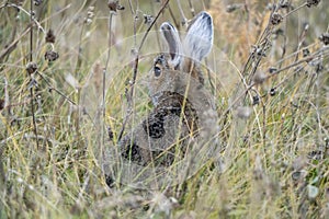 Rabitt Hidden in Grass