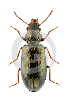 Rabocerus foveolatus