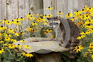 Raccon drins from daisy surrounded birdbath