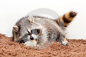 Raccoon