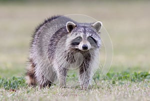 Raccoon photo