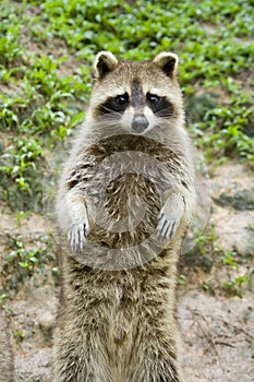 Raccoon