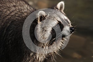 Raccoon