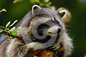 Raccoon