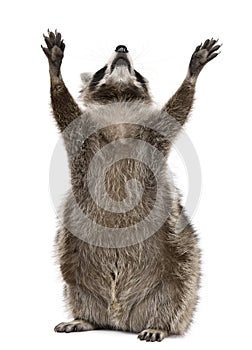 Raccoon, 2 years old, reaching up