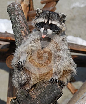 Raccoon