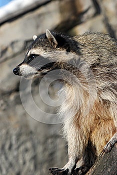 Raccoon