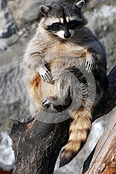 Raccoon