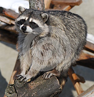 Raccoon