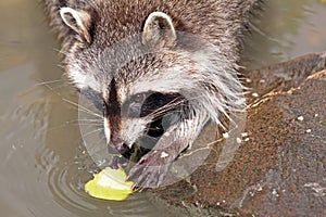 Raccoon