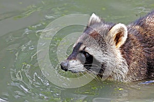 Raccoon