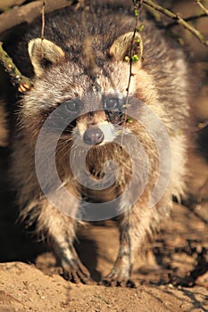Raccoon