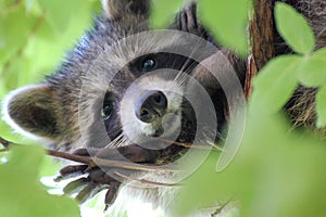 Raccoon