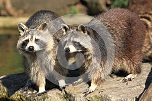 Raccoon