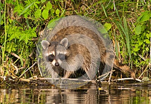 Raccoon