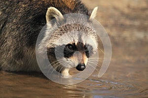 Raccoon
