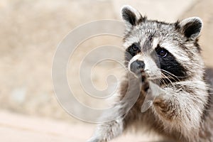 Raccoon