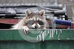 Raccoon