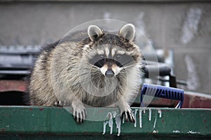 Raccoon