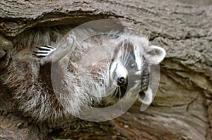 Raccoon