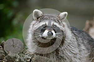 Raccoon