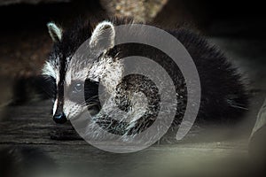 Raccoon