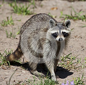 Raccoon