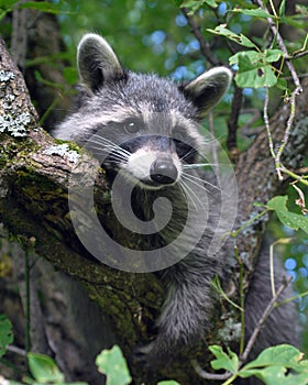 Raccoon photo