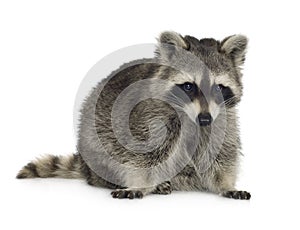 Raccoon (9 months) - Procyon lotor photo