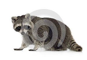 Raccoon (9 months) - Procyon lotor photo