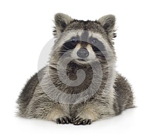 Raccoon (9 months) - Procyon lotor photo