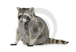 Raccoon (9 months) - Procyon lotor photo