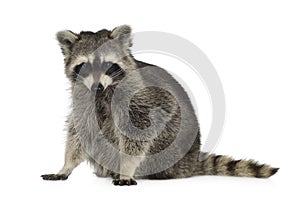 Raccoon (9 months) - Procyon lotor