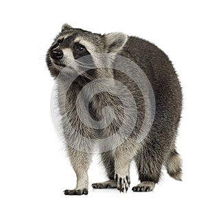 Raccoon (9 months) - Procyon lotor photo