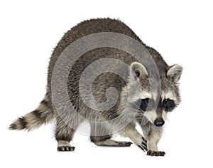 Raccoon (9 months) - Procyon lotor photo