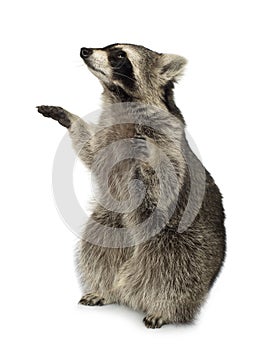 Raccoon (9 months) - Procyon lotor photo