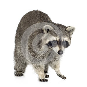 Raccoon (9 months) - Procyon lotor