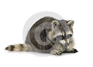 Raccoon (9 months) - Procyon lotor