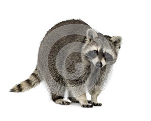 Raccoon (9 months) - Procyon lotor
