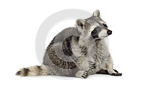 Raccoon (9 months) - Procyon lotor photo