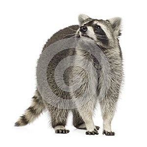 Raccoon (9 months) - Procyon lotor