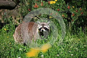 Raccoon photo