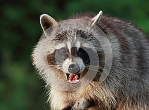 Raccoon