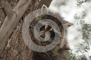 Raccoon animal animal photos.  Raccoon animal animal in a tree profile view