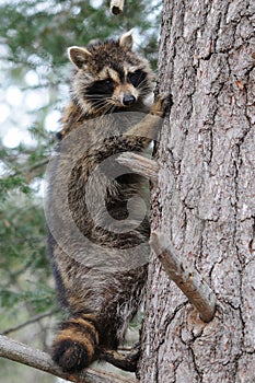 Raccoon animal animal stock photos.  Raccoon animal animal close-up profile  in a tree profile view
