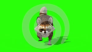 Raccoon Animal Runcycle Loop Front Green Screen 3D Rendering Animation