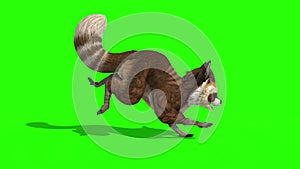 Raccoon Animal Runcycle Loop Side Green Screen 3D Rendering Animation