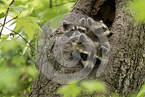 raccoon babies with their mother