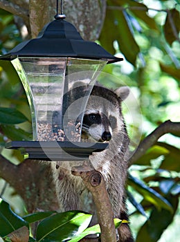 Raccoon In The Bird Feeder