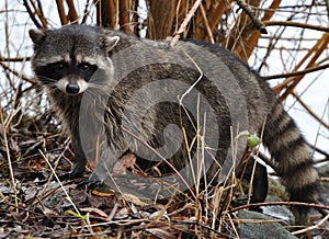 Raccoon in the bushes